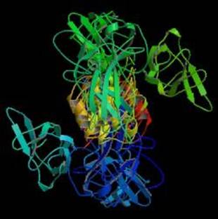 Protein Structure Not Found