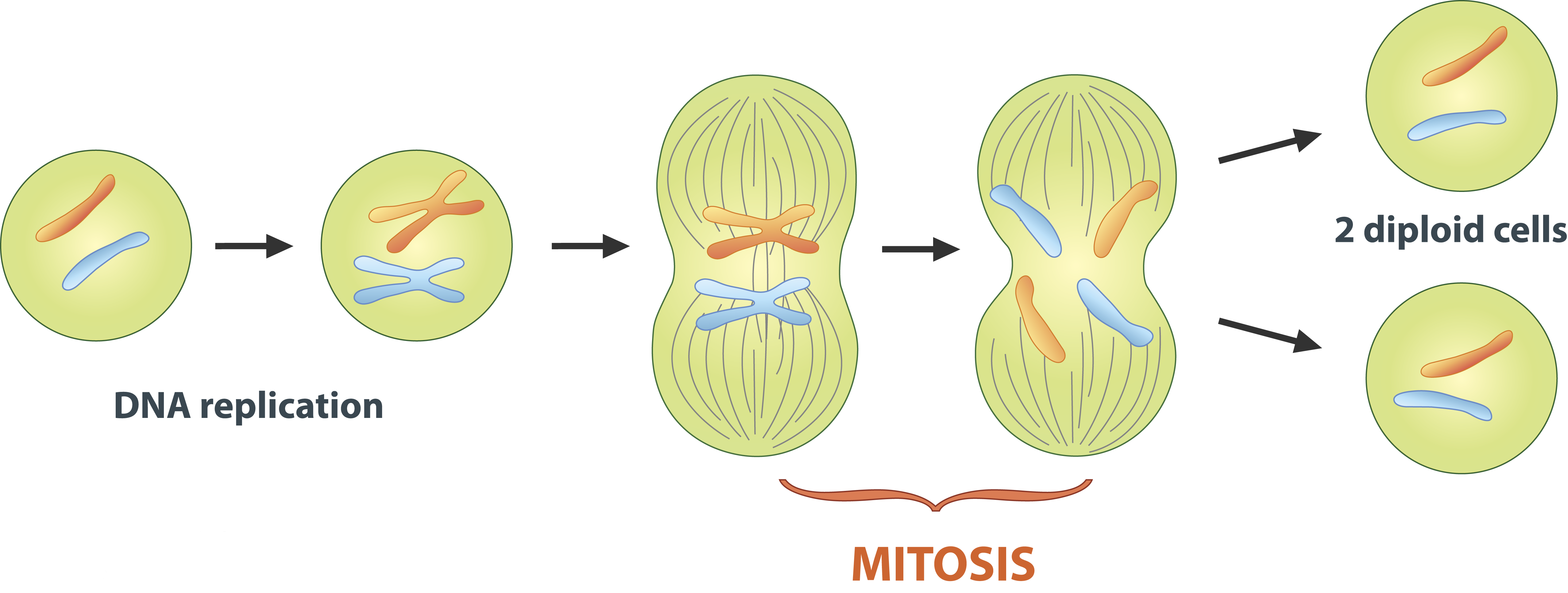 Деление триплоидной клетки. Mitozi. Колхициновый митоз. Колхициновый митоз рисунок. Клетка Cell.